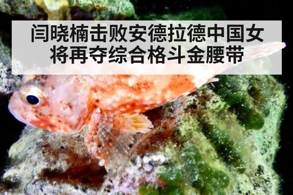 闫晓楠击败安德拉德中国女将再夺综合格斗金腰带